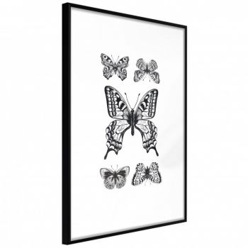 Poster - Butterfly Collection IV, cu Ramă neagră, 40x60 cm la reducere